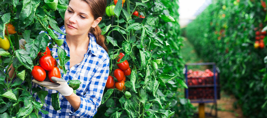 Woman harvesting san marzano tomatoes